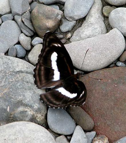 Athyma zeroca